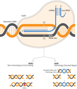 CRISPR Gene Editing: Balancing Cure and Ethical Dilemmas