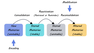 Memory Formation Techniques: New Insights from Harvard Researchers